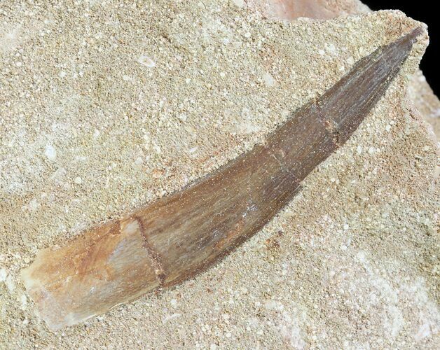 Fossil Plesiosaur (Zarafasaura) Tooth In Rock #61092